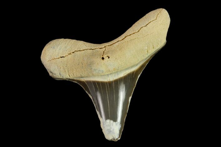 Fossil Shark (Cretoxyrhina) Tooth - Kansas #134837